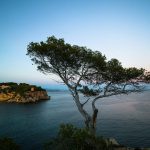 Pino solitario en cala Figuera. Mallorca