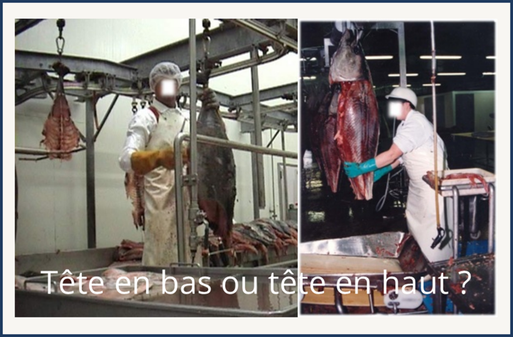 tête en haut ou tête en bas, quand les "sachants" s'emmêlent les pinceaux !