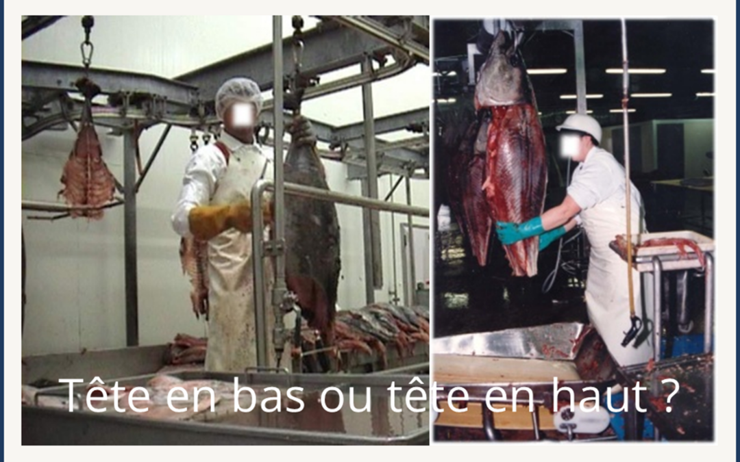 Ils les accrochaient à l&rsquo;envers !